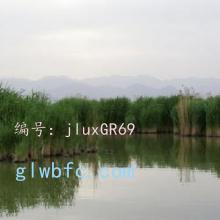 赸